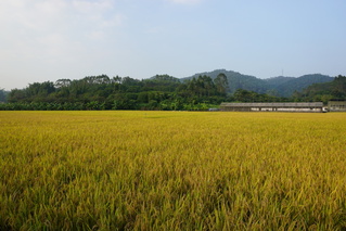 增城基地水稻图片